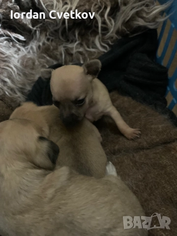 Пясъчни Мини Пинчери , снимка 7 - Пинчер - 52508096