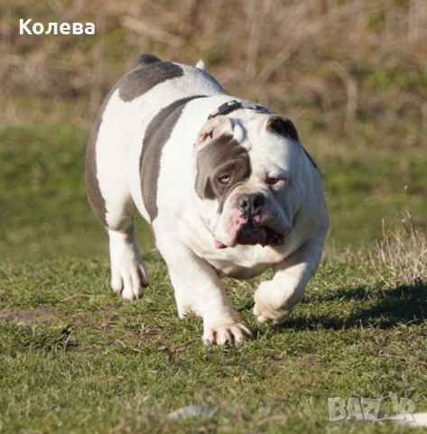 Американско були - мъжки, снимка 4 - Други - 53505493