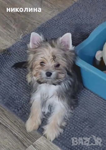 продавам йоркширски териер , снимка 14 - Йоркширски териер - 53471449