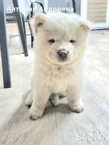 Бяло синеоко бебе -момче ! , снимка 1