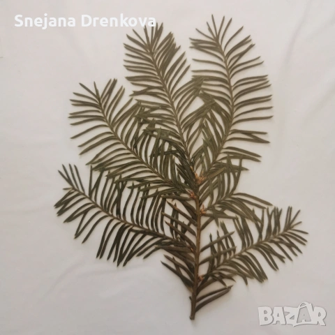 Систематичен хербарий, снимка 2 - Ученически пособия, канцеларски материали - 53371016