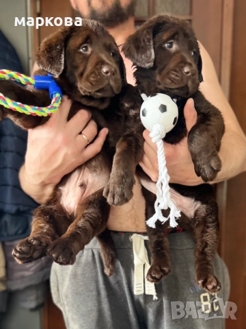 мини пудел, снимка 2 - Пудели - 50939512