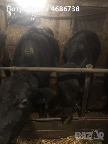 Продавам мъжки телета, снимка 3 - Крави - 53730983