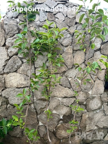 Райска Ябълка без танин , снимка 4 - Градински цветя и растения - 50583787