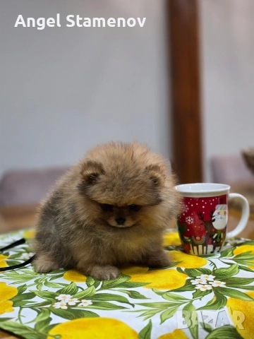 Померанче,шоко тан момиченце!, снимка 5 - Померан - 53685781