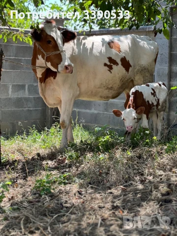 Крава с теле, снимка 1