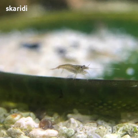 Аманови скариди собствено производство, снимка 3 - Рибки - 39301806