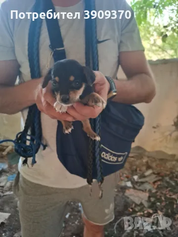 Подарявам уникални сладури.Майката е ловджийска порода.Няма да станат големи ., снимка 5 - Други - 55989316