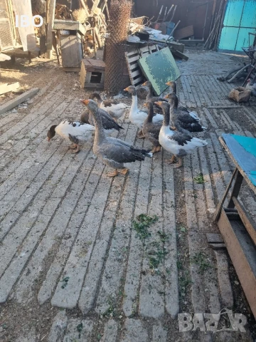 гъски фазан петли пуйки, снимка 5 - Патици и гъски - 51185883