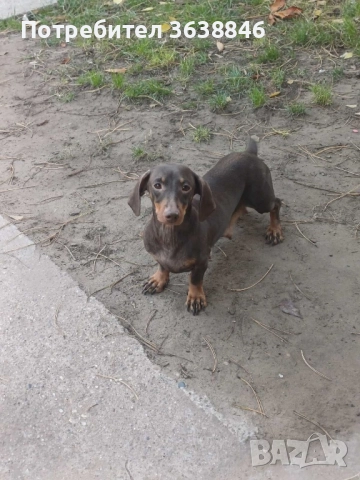 Мини дакел, снимка 5 - Дакели - 52310833