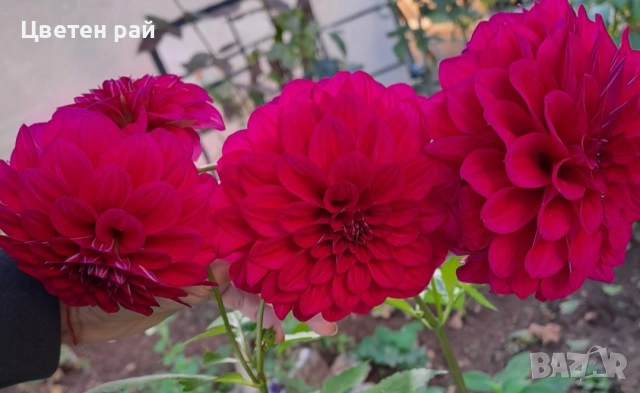 Грудки на няколко цвята далии , снимка 18 - Градински цветя и растения - 53770861