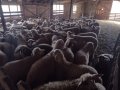 Продавам агнета, снимка 3