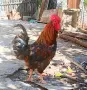 Домашни петли.., снимка 4