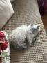 Мъжки котарак за Разплод, снимка 5