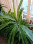 продавам драцени за офис и дом с височина до 2.70м, снимка 2