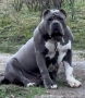 American bully XL / Американско були ХЛ, снимка 5