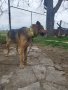 Източно европейска овчарка , снимка 3