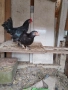 Продавам японски кокошки, снимка 1