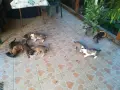 малки питбулчета, снимка 2