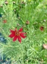 Coreopsis red satin(Кореопсис Червен сатен), снимка 3