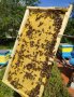 Пчелни отводки многокорпусни , снимка 3