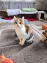 Подарявам малко трицветно котенце. , снимка 1