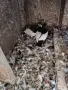 Продавам   акмани.черни донеци и червени донеци , снимка 7
