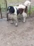 мъжко каракачанско куче, снимка 6