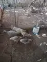 Продавам чернокрили пауни, снимка 1