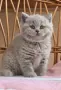 Британски късокосмести котета , снимка 2
