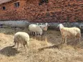 Продавам стадо чистокръвни овце. 5 майки и 1 овен., снимка 3
