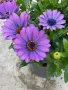 Osteospermum ‘Power Blue’(Остеоспермум Силно синьо), снимка 3