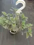 Tradescantia sillamontana във висяща кошница, снимка 2
