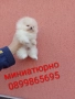 Мини Померан. Миниатюрно мини момиченце. Реални снимки!, снимка 8