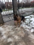 Продавам немска овчарка , снимка 9