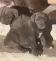 кученца кане корсо, снимка 4