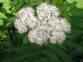 Бъзак - Sambucus ebulus), снимка 3