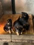 Продавам Немски Овчарки, снимка 4
