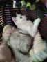 мъжко коте шотландска сребърна чинчила на 7 месеца , снимка 6