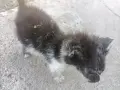 СПЕШНО! Котета търсят приемен или постоянен дом, снимка 2