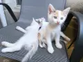 Подаряват се домашни котета , снимка 2