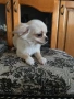 Чихуахуа  дългокосмести, снимка 5