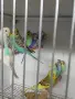 Вълнисти папагали и Корели , снимка 4