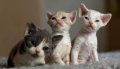 Продавам котенца Девон Рекс, снимка 1 - Други - 44285075