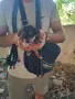 Подарявам уникални сладури.Майката е ловджийска порода.Няма да станат големи ., снимка 5