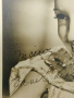 Жанет Макдоналд 1903-1965 г., снимка 2