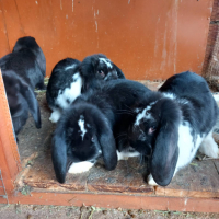 Френски кочовати зайци, снимка 10 - Други - 44572268