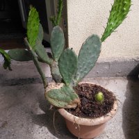 Саксии с незамръзващ кактус  , снимка 4 - Стайни растения - 41240742