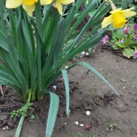 Нарциси- луковици, снимка 4 - Градински цветя и растения - 44321121