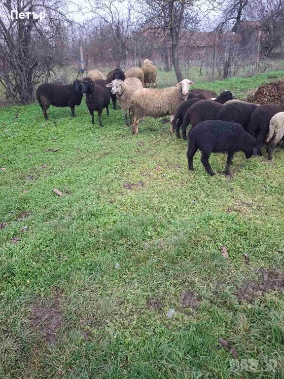 Продавам овце и агнета , снимка 1